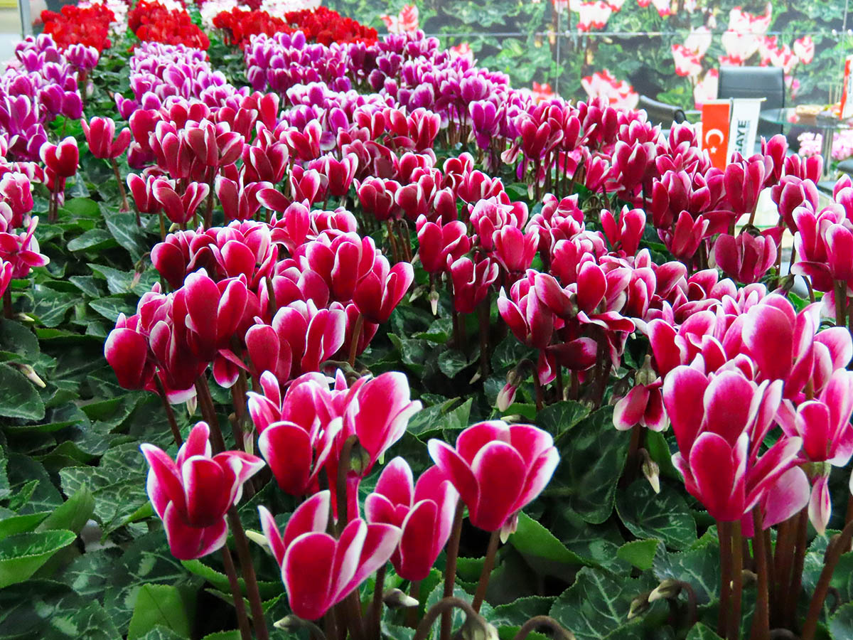 Cyclamen at LIF 2024