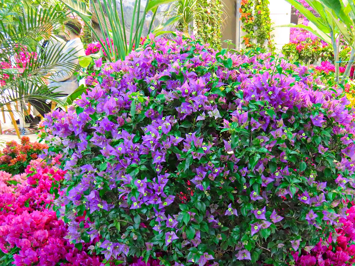 Purple Bougainvillea at LIF 2024