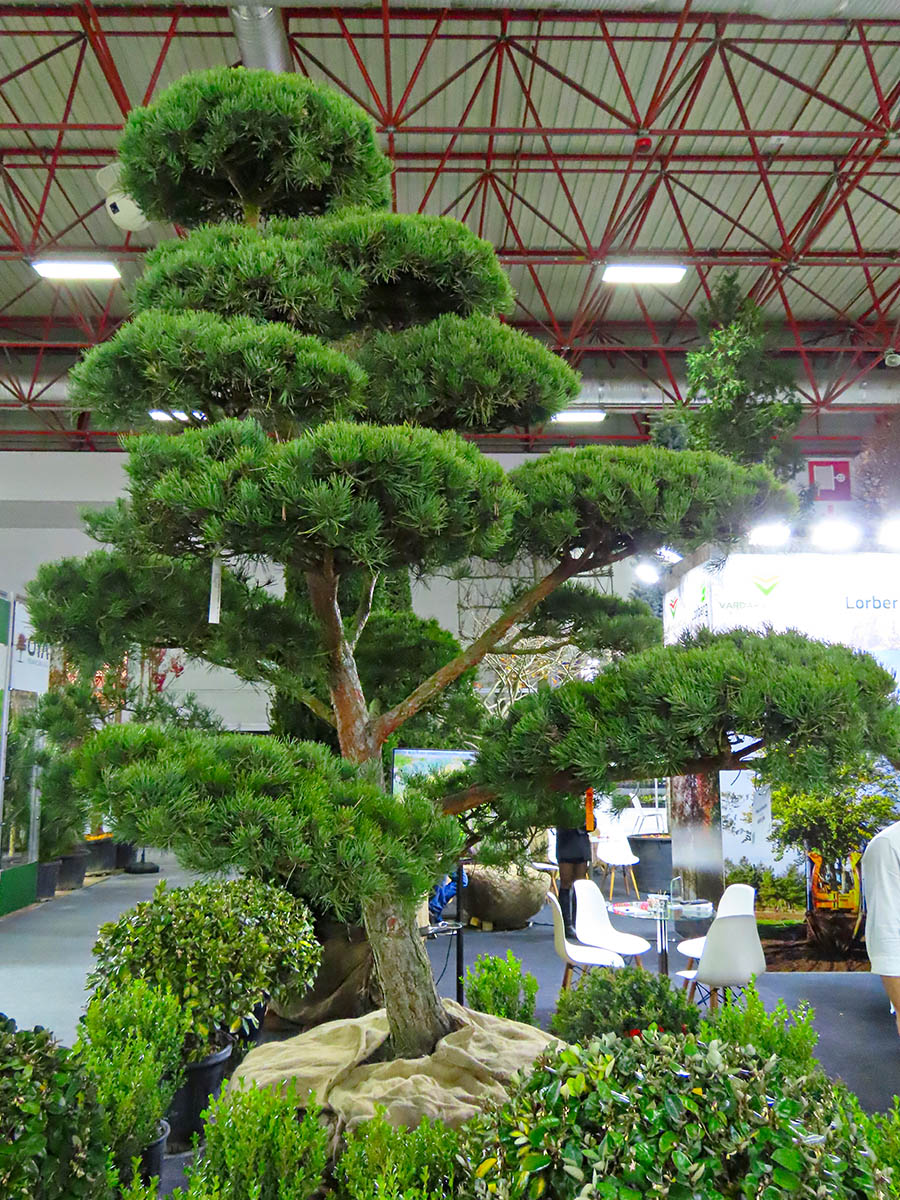 Japanese Black Pine at LIF 2024