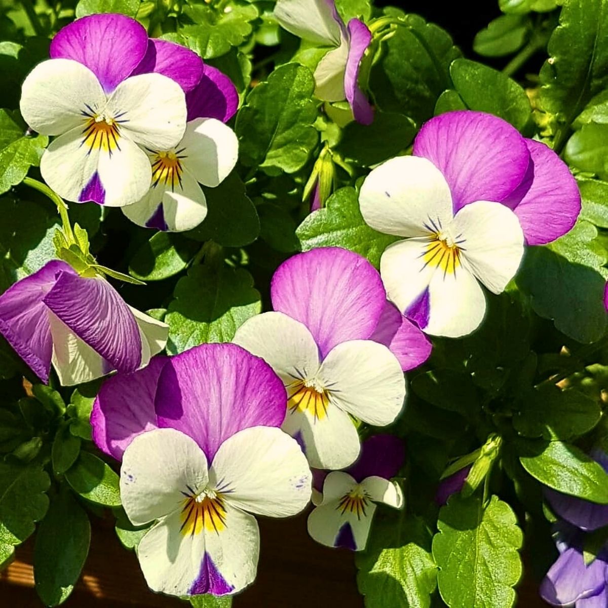 What is a Viola Flower? Unveiling the Versatile Viola Plant