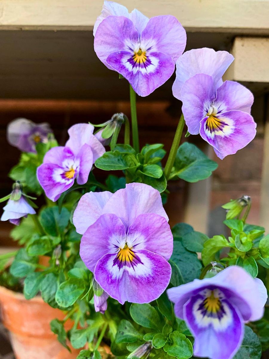 What is a Viola Flower? Unveiling the Versatile Viola Plant