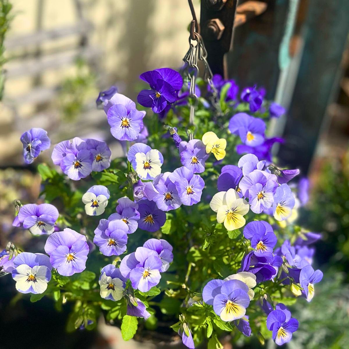 What is a Viola Flower? Unveiling the Versatile Viola Plant