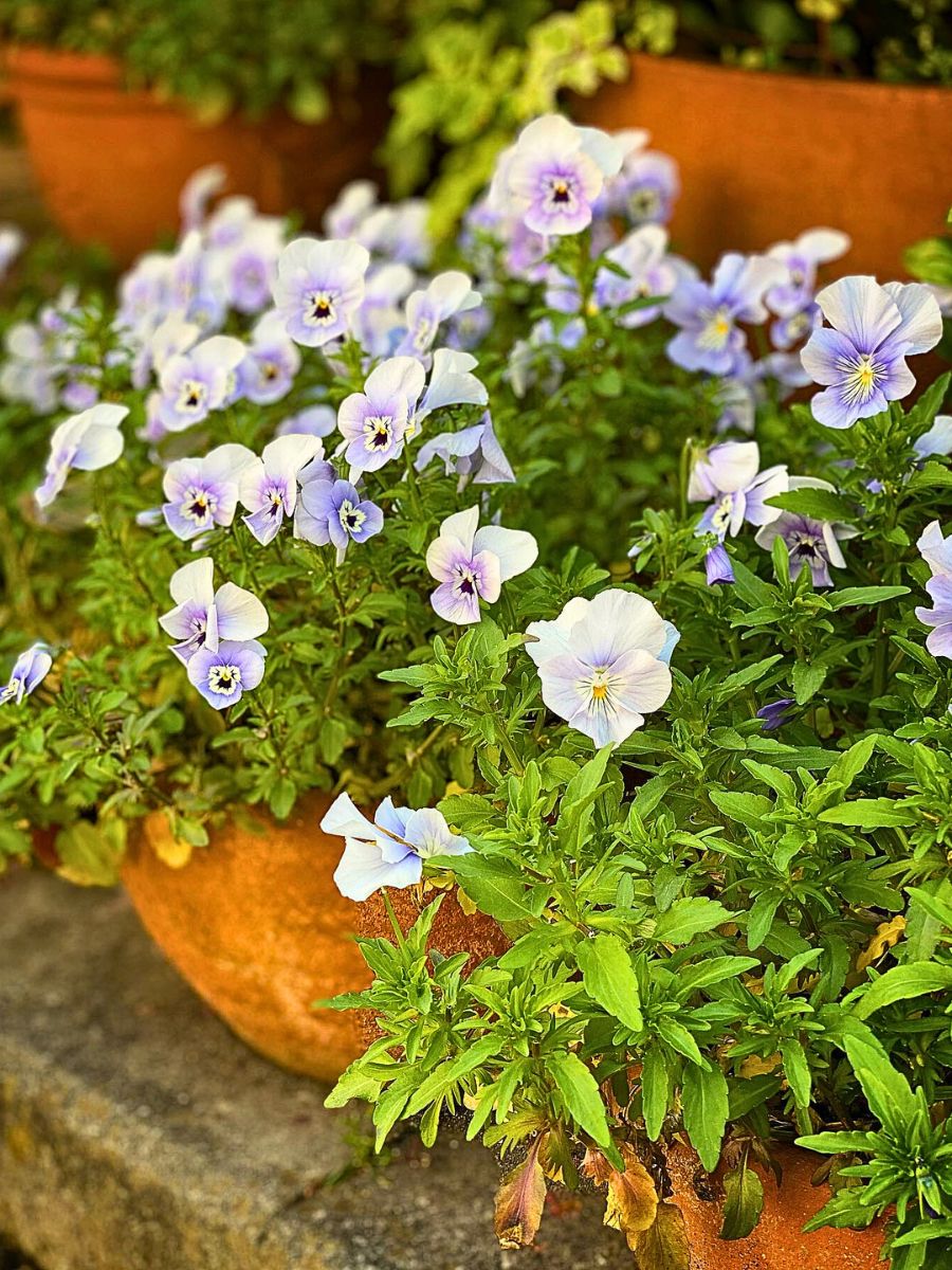 What is a Viola Flower? Unveiling the Versatile Viola Plant