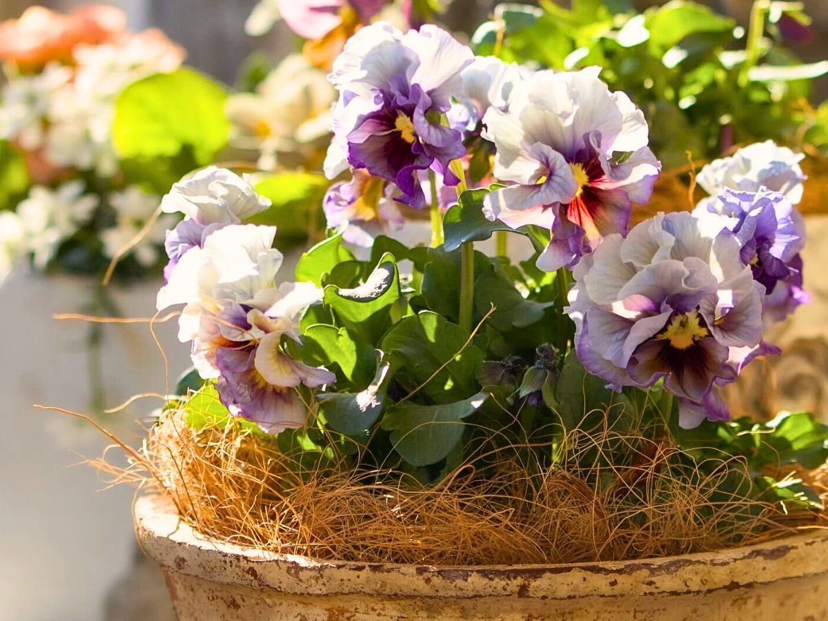 What is a Viola Flower? Unveiling the Versatile Viola Plant