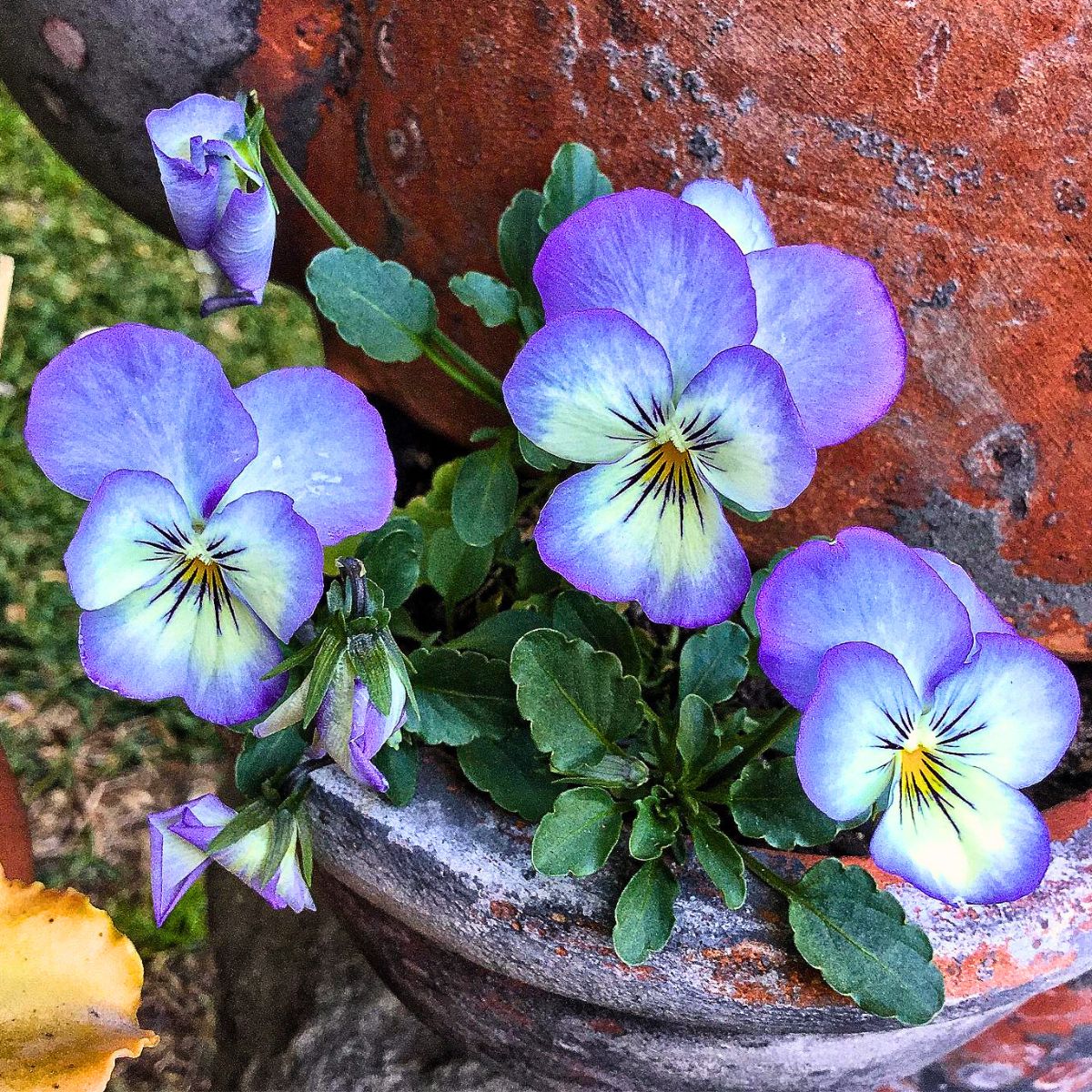 What is a Viola Flower? Unveiling the Versatile Viola Plant