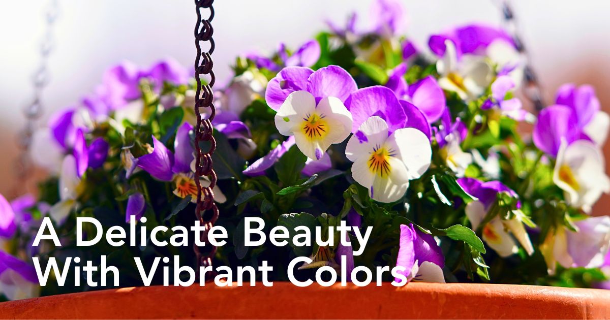 What is a Viola Flower? Unveiling the Versatile Viola Plant