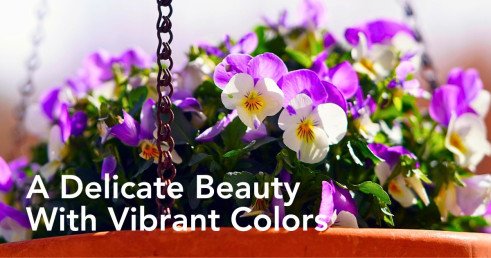 What Is Viola Flower Meaning and Symbolism?