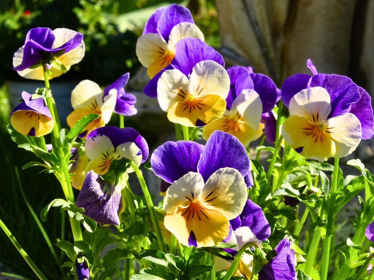 What is a Viola Flower? Unveiling the Versatile Viola Plant