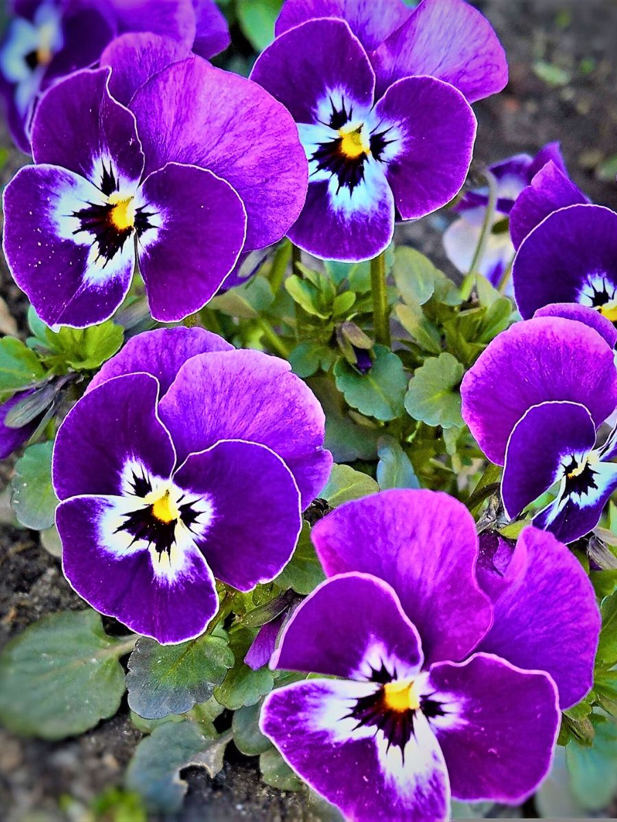 What is a Viola Flower? Unveiling the Versatile Viola Plant