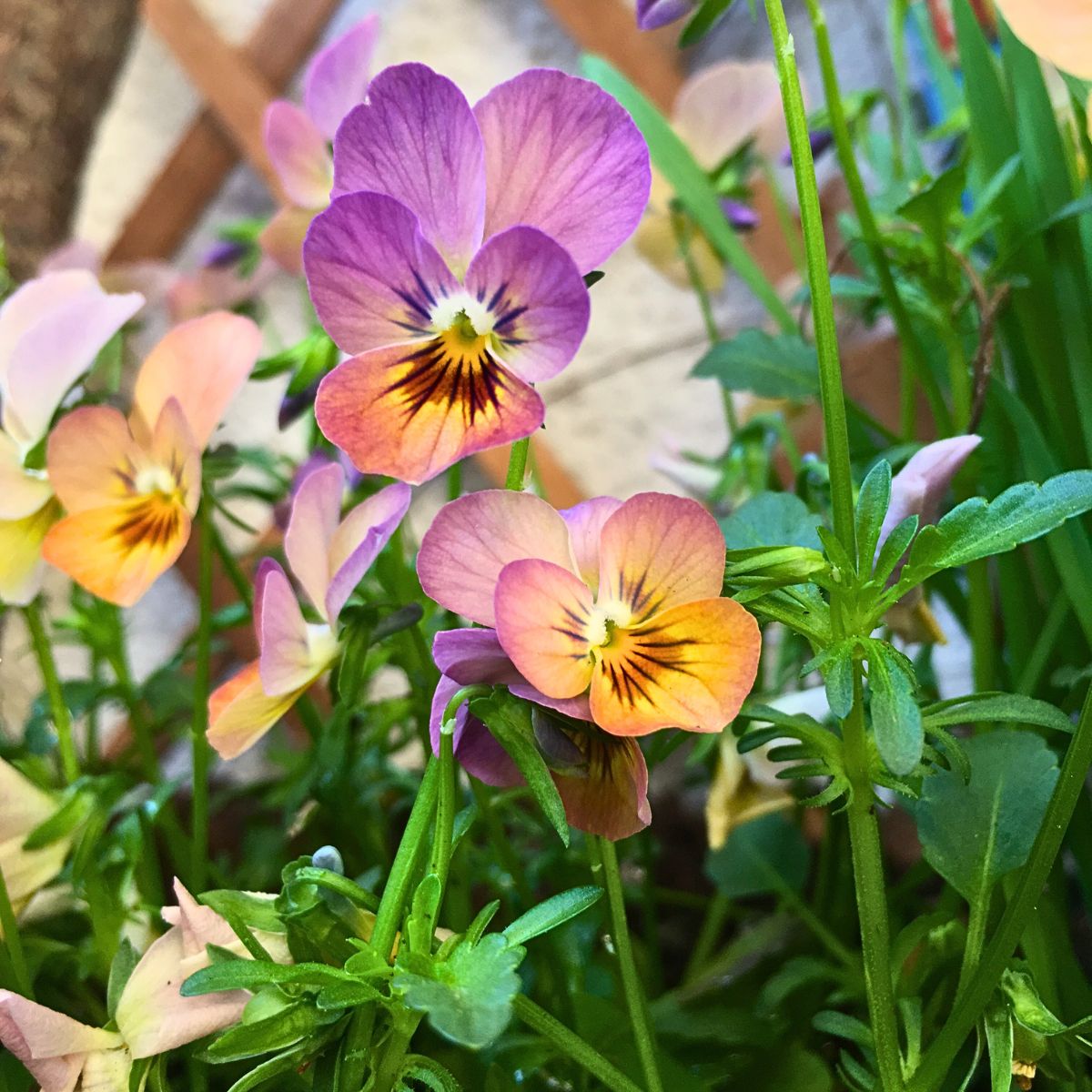 What is a Viola Flower? Unveiling the Versatile Viola Plant