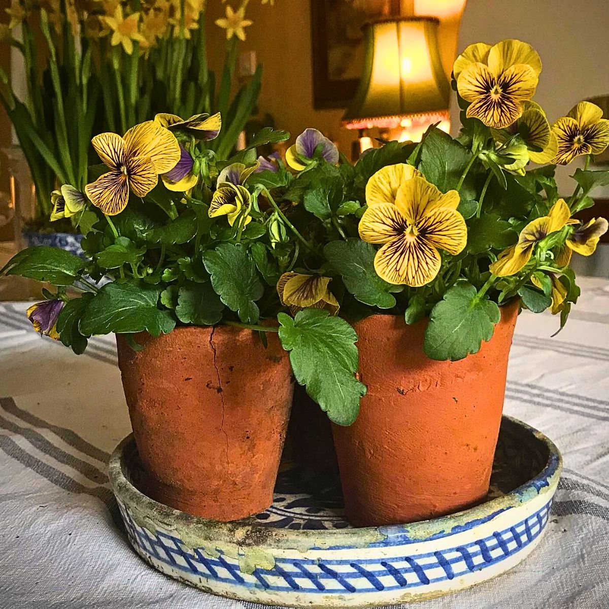 What is a Viola Flower? Unveiling the Versatile Viola Plant