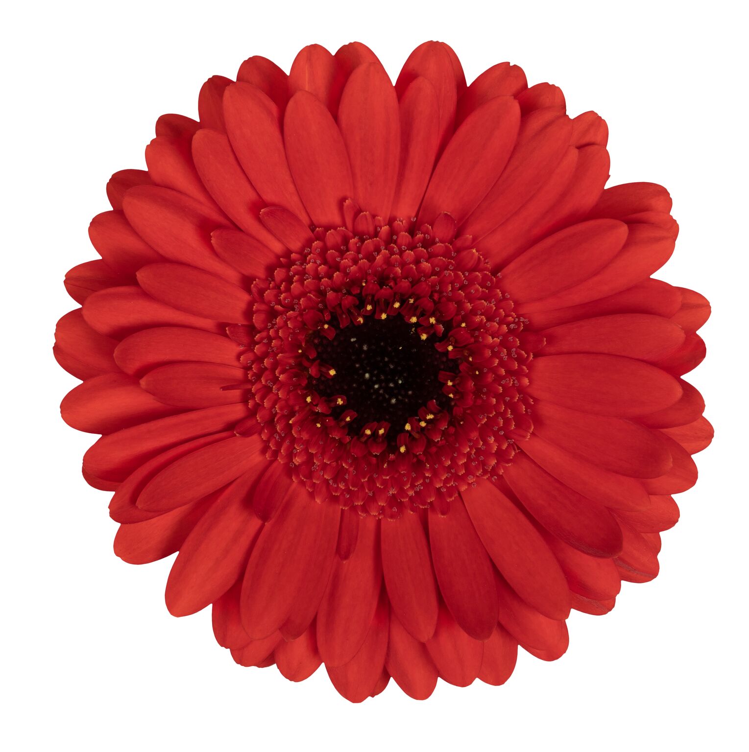 Gerbera Alfredo