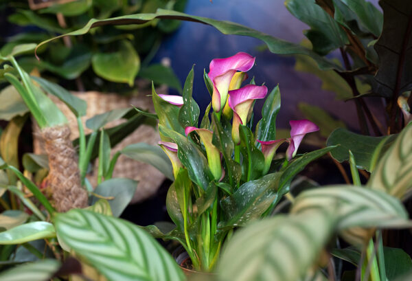 TOTF2021FE 30 Simply Calla Plants