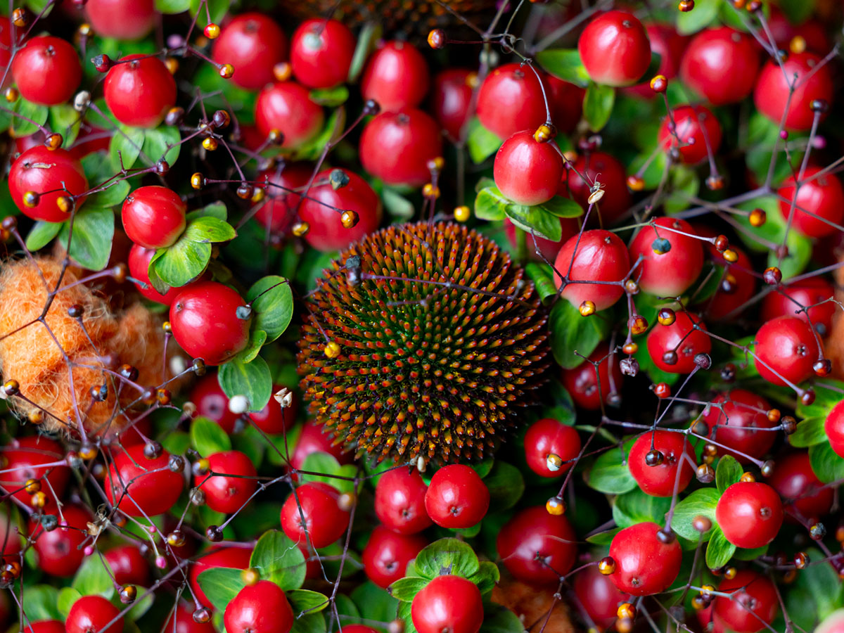 Krisztian Kover design with hypericum and echinacea zoom