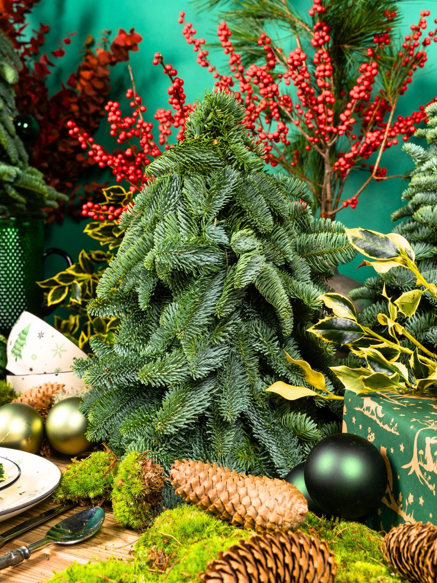 A tree with pinecones and rosehips