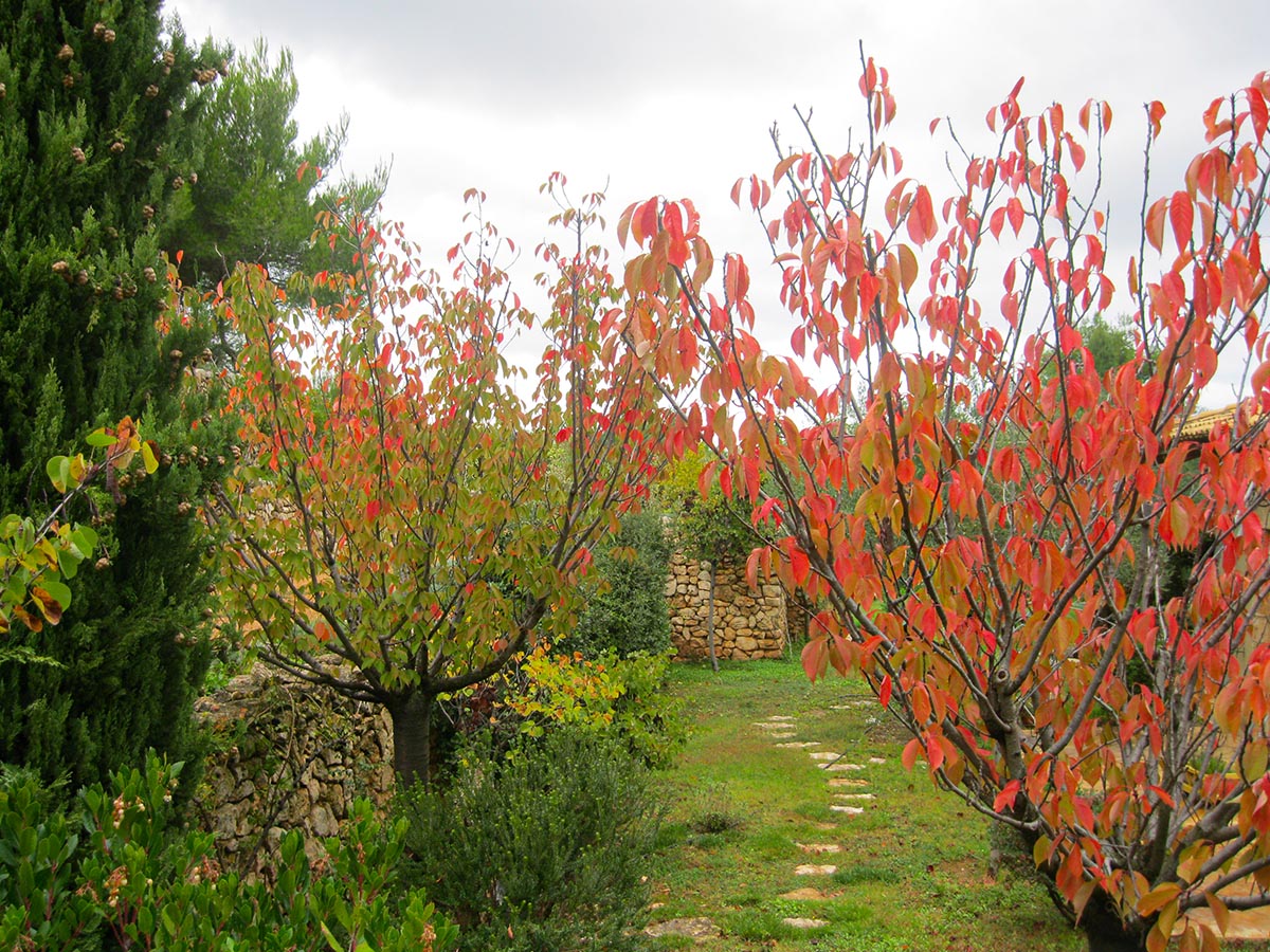 Hellenic Garden typical backyard