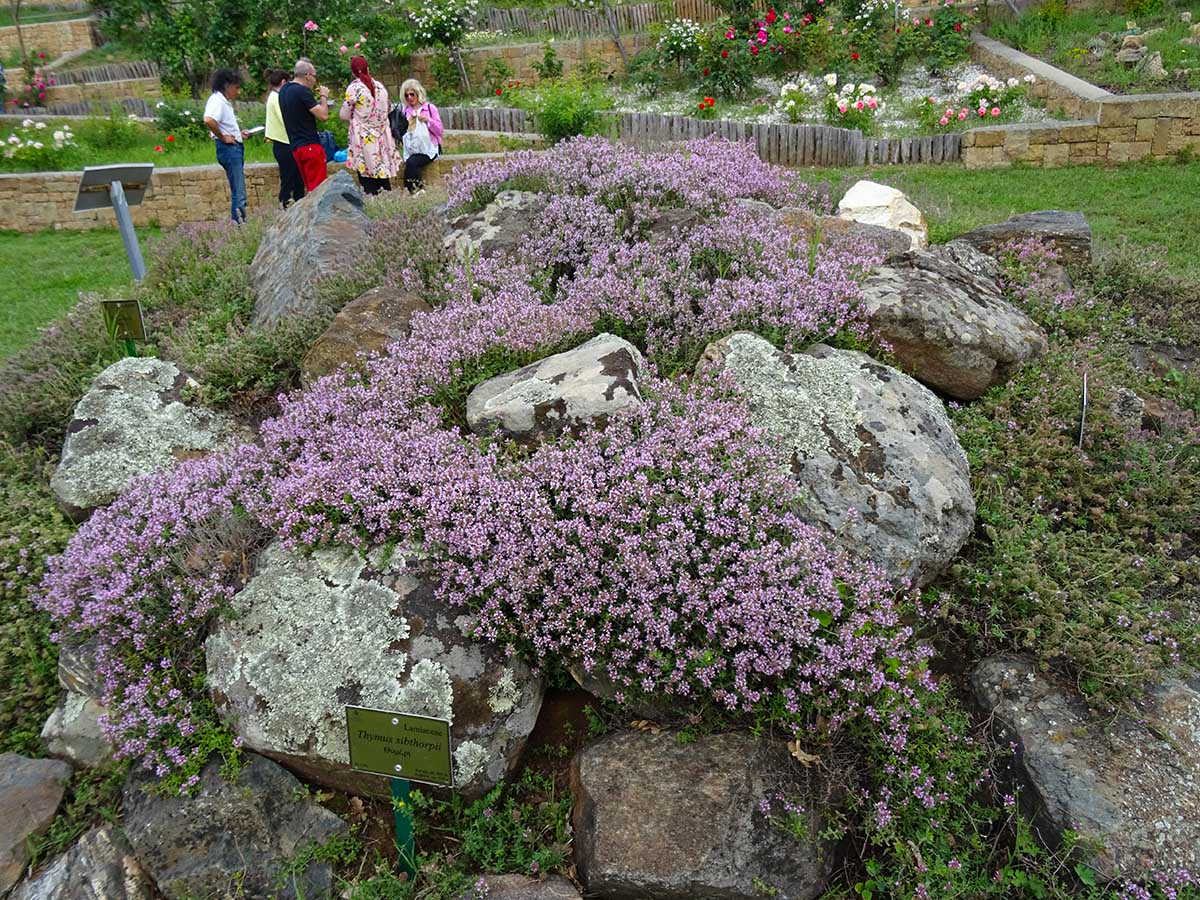 Hellenic Thyme species in rock garden