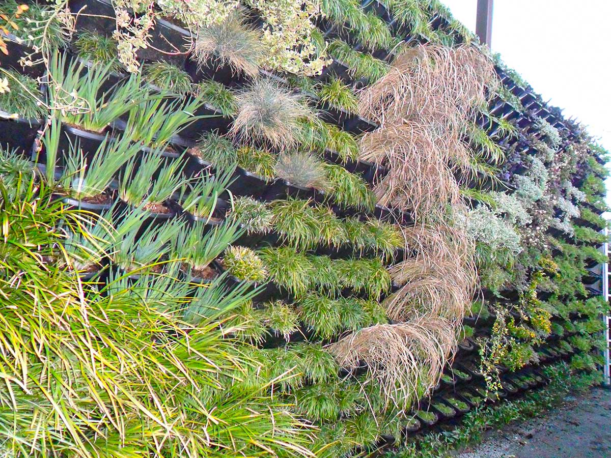 Hellenic Garden Green Wall