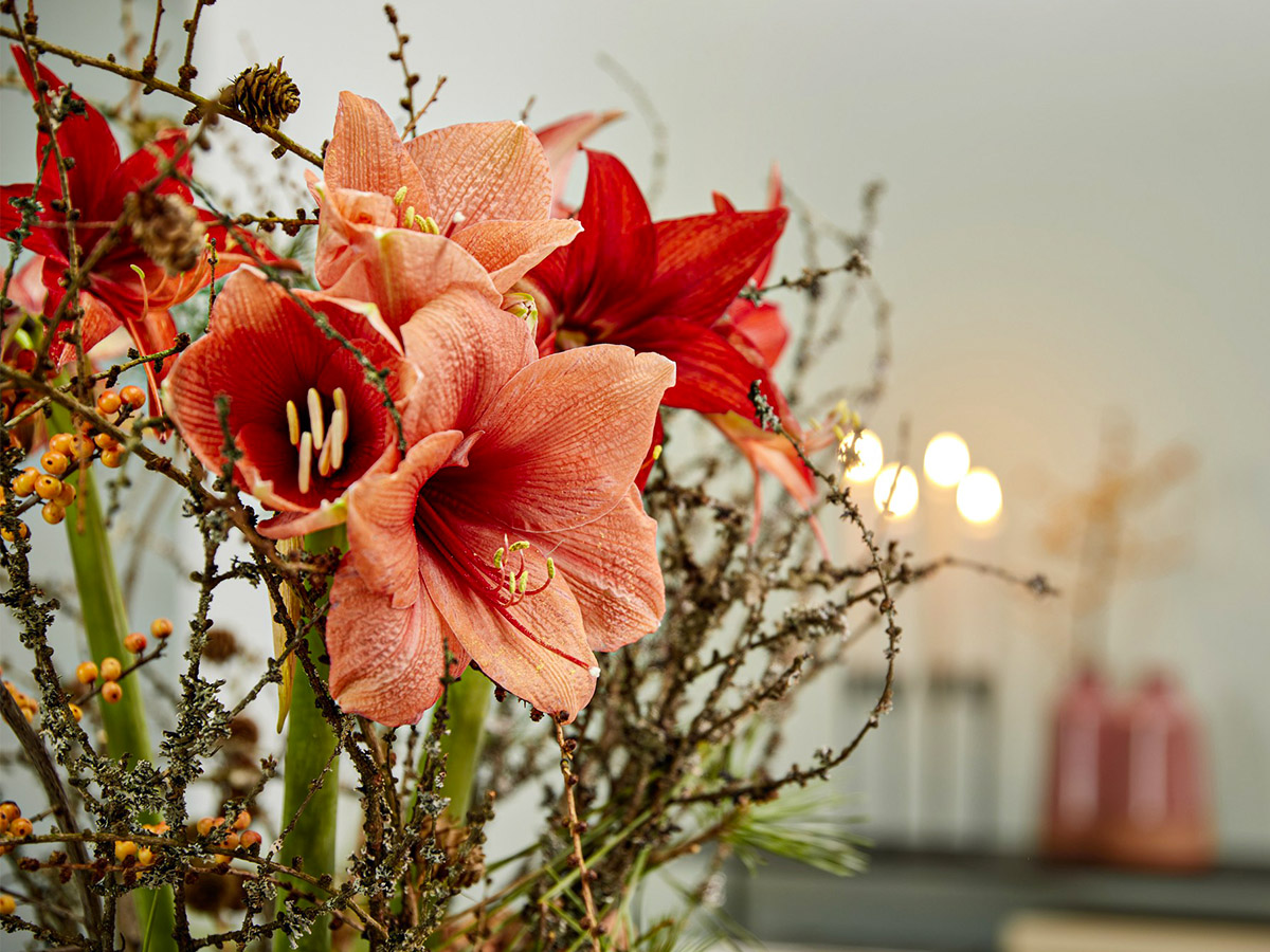 Salmon Amaryllis in Christmas design zoomed in