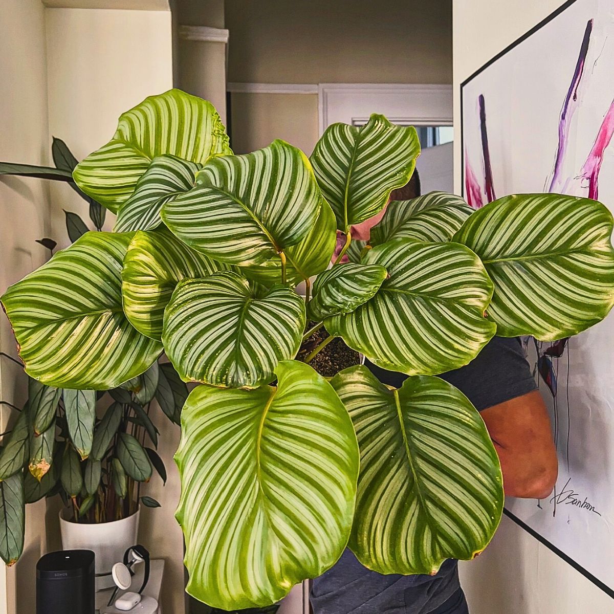 Calathea Orbifolia, a Highly Sought-After Houseplant