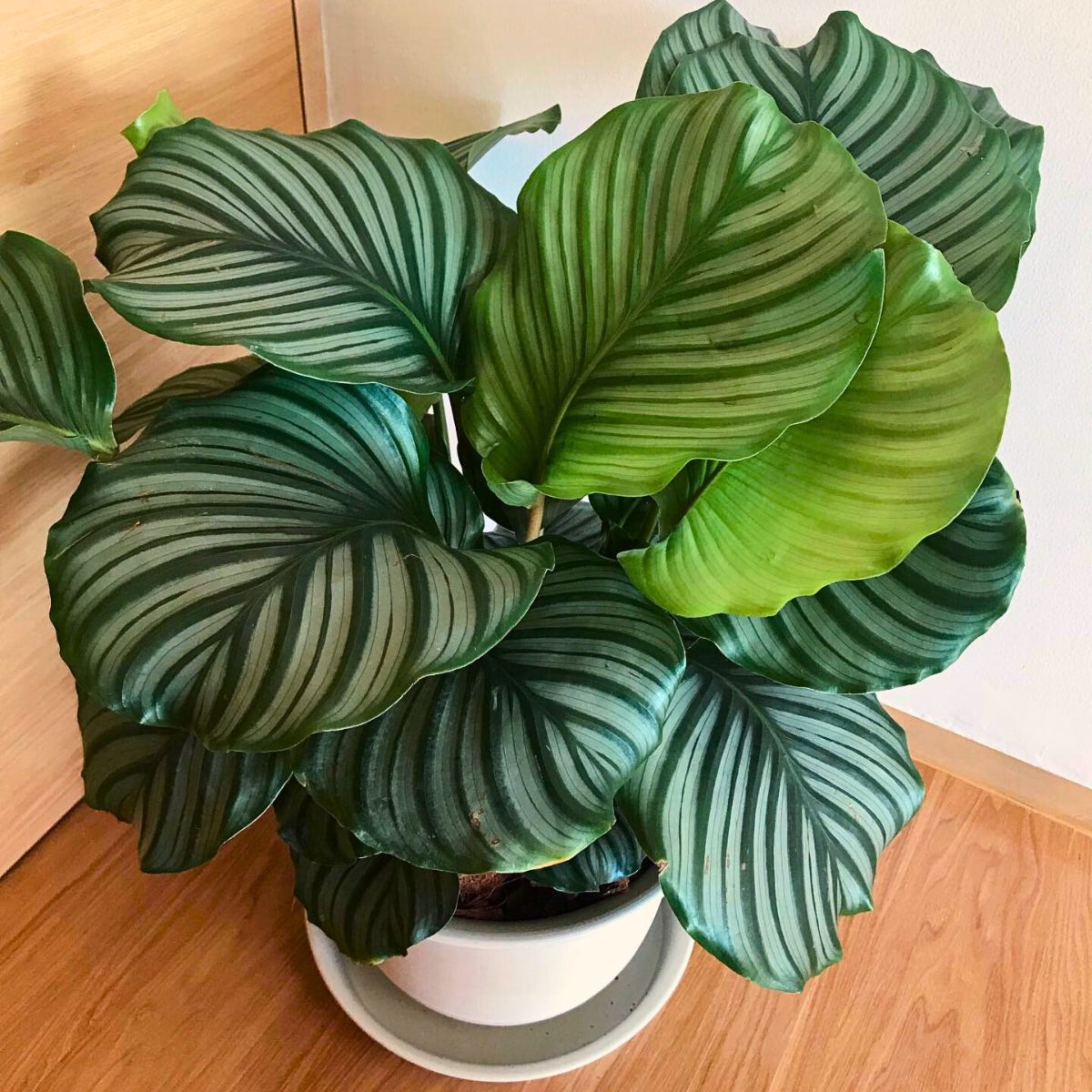 Calathea Orbifolia, a Highly Sought-After Houseplant