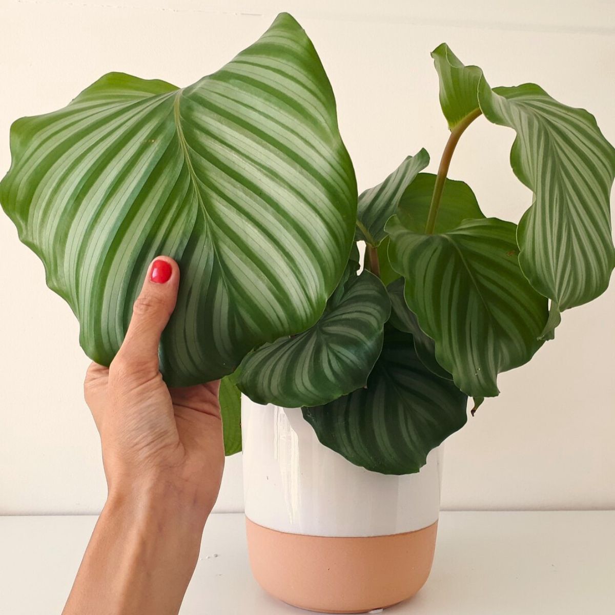 Calathea Orbifolia, a Highly Sought-After Houseplant