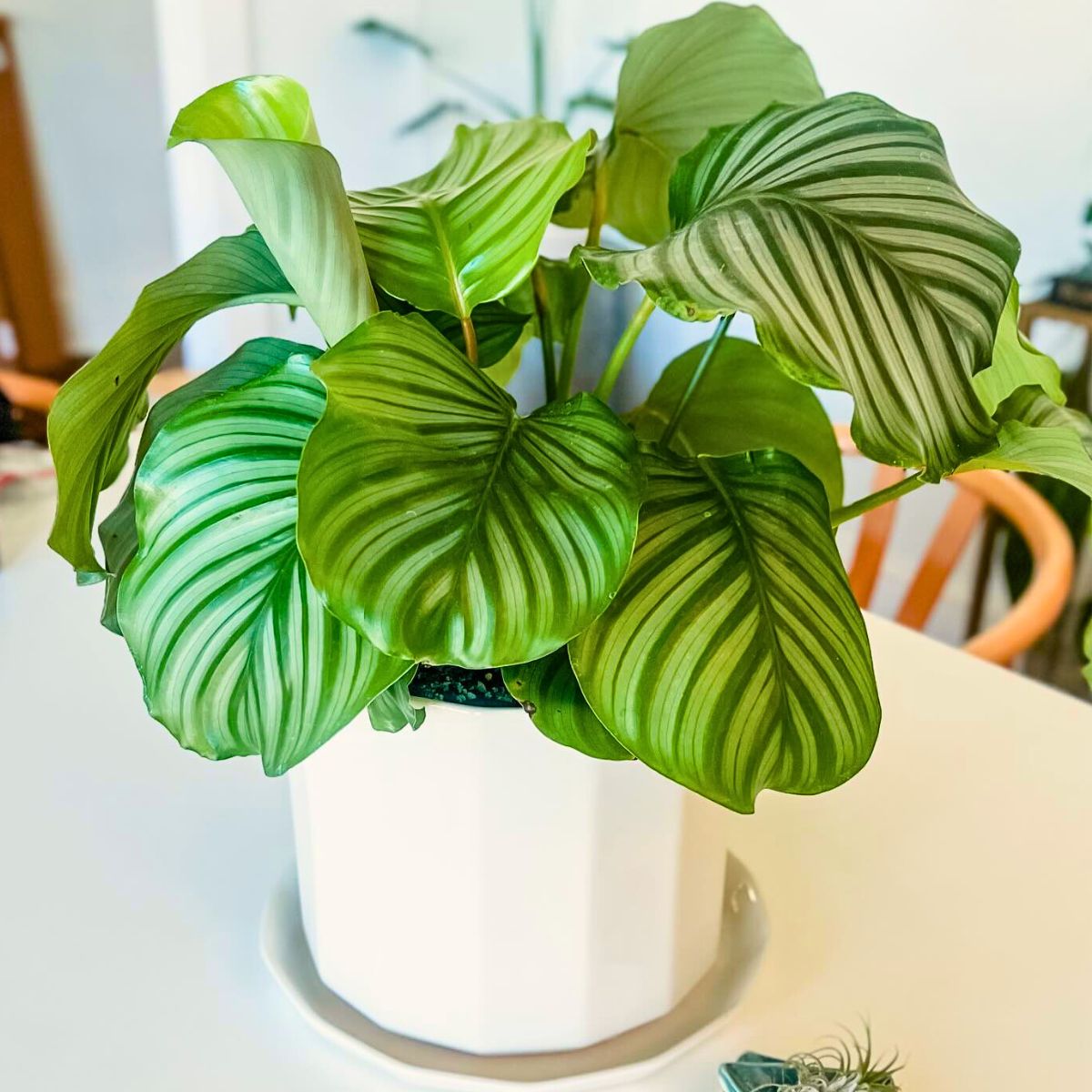 Calathea Orbifolia, a Highly Sought-After Houseplant