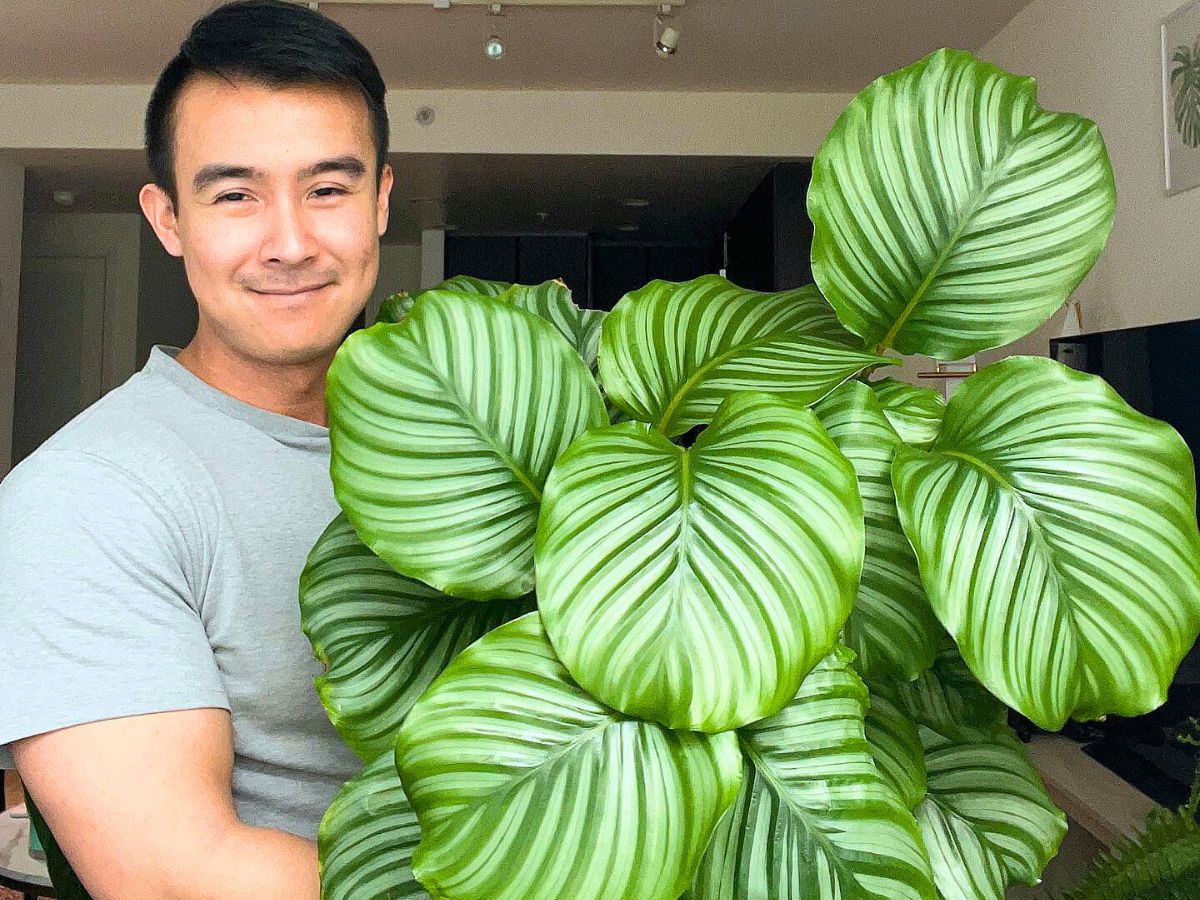 Calathea Orbifolia, a Highly Sought-After Houseplant