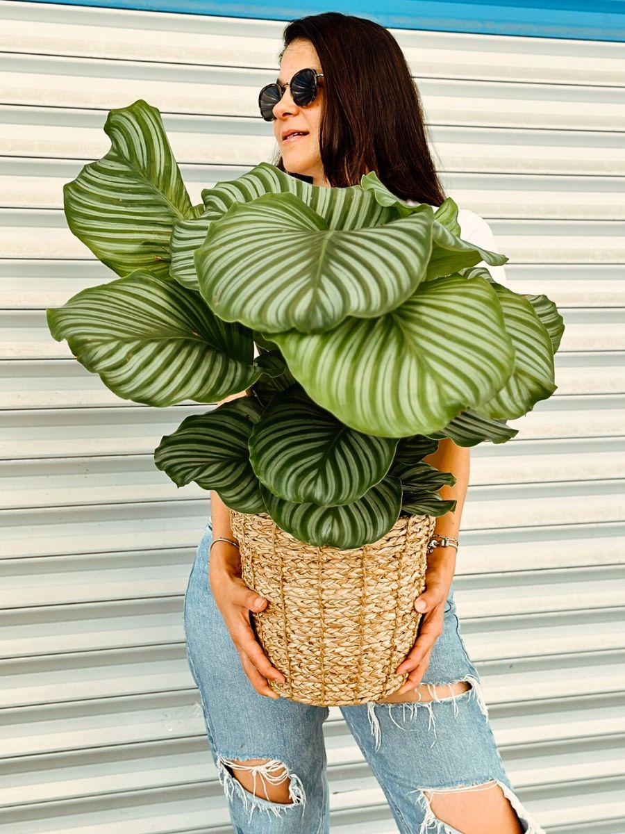 Calathea Orbifolia, a Highly Sought-After Houseplant