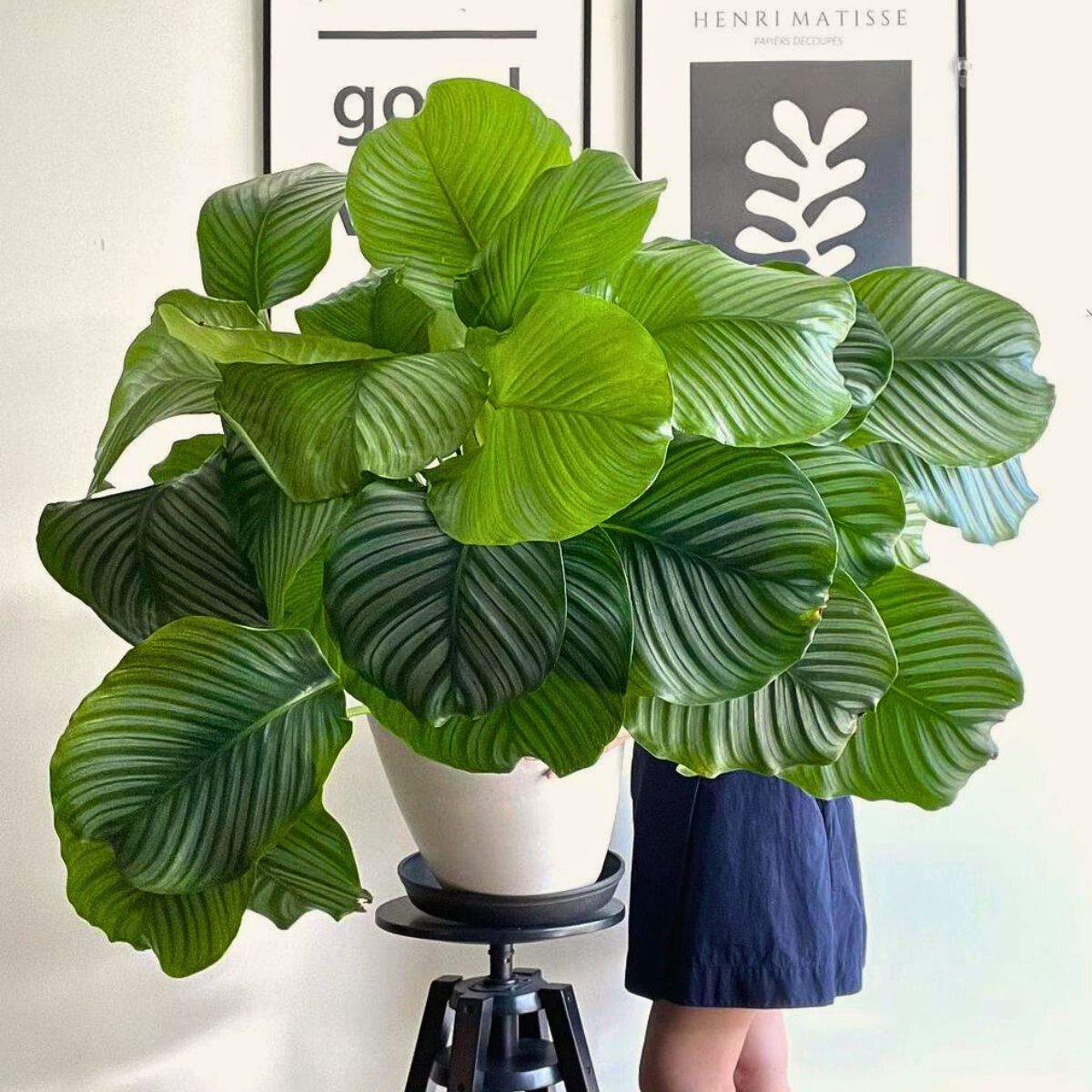 Calathea Orbifolia, a Highly Sought-After Houseplant