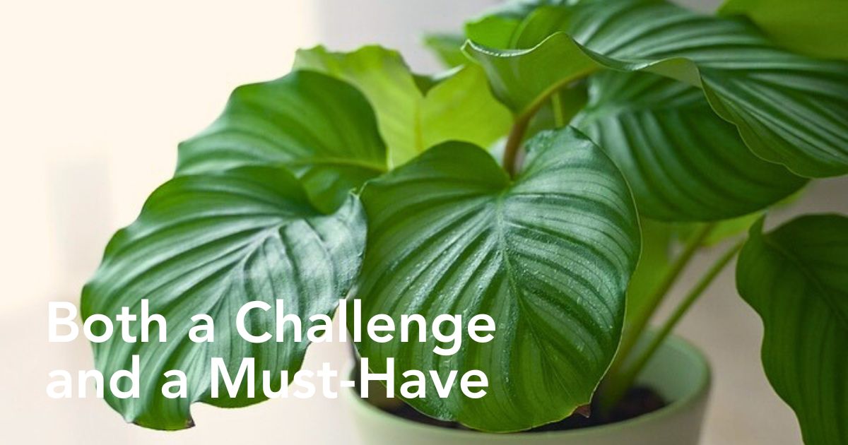 Calathea Orbifolia Is a Highly Sought-After Houseplant