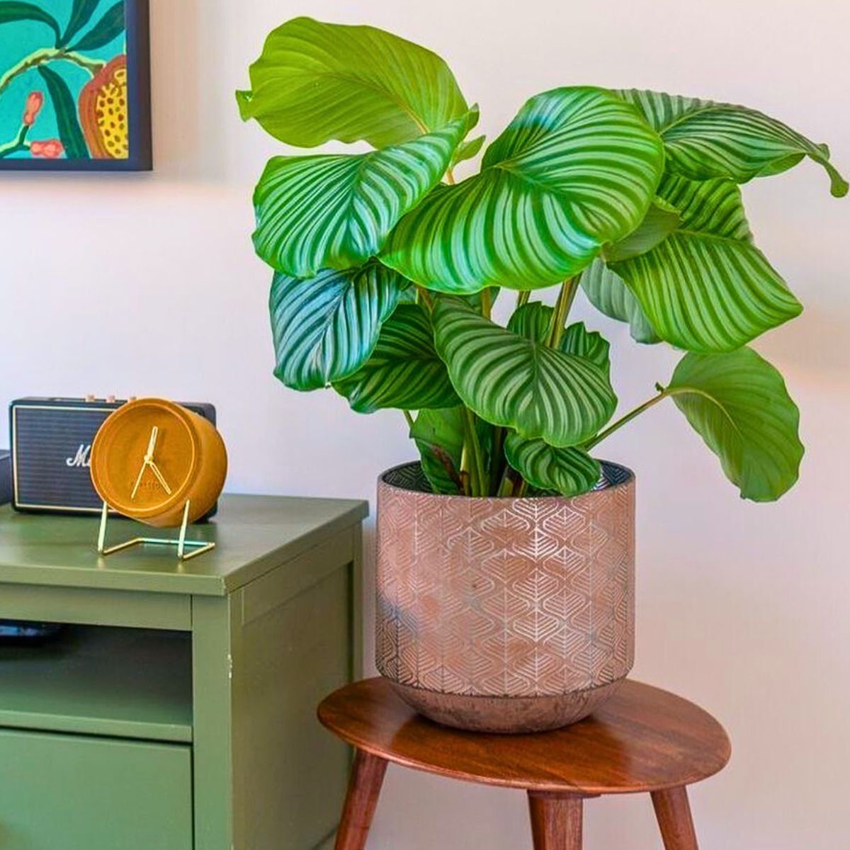 Calathea Orbifolia, a Highly Sought-After Houseplant