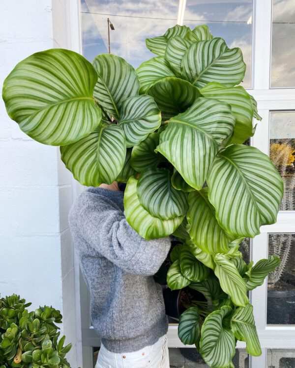 The Highly Sought-After Houseplant Calathea Orbifolia Must-Have Plant