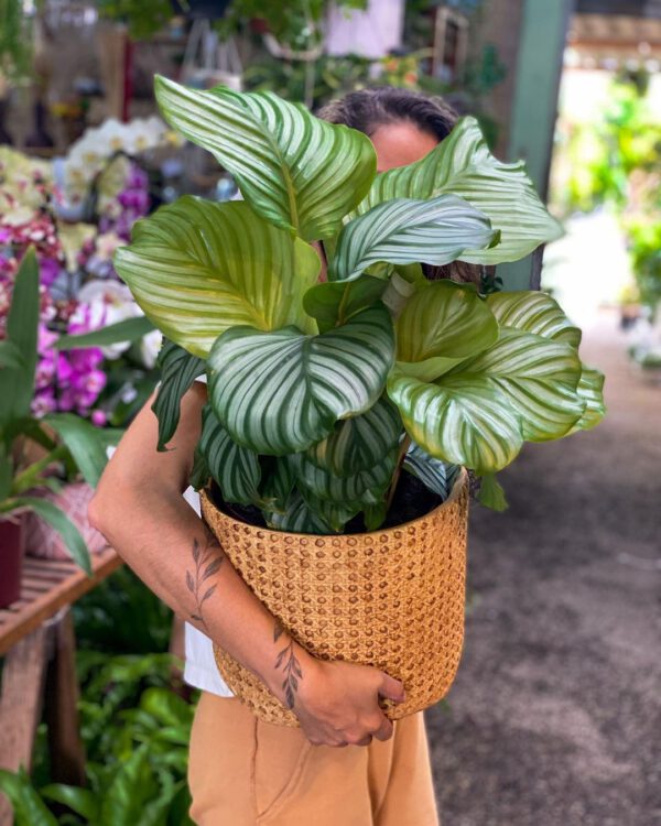 calathea orbifolia light