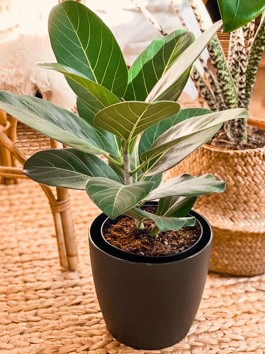 10 Trending Houseplants for 2024