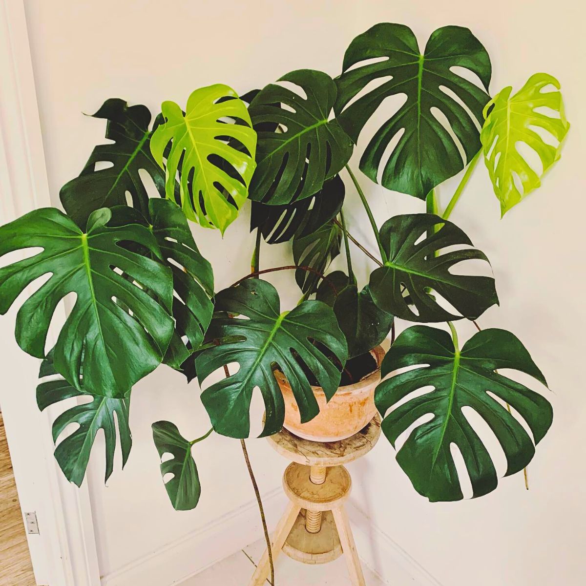 10 Trending Houseplants for 2024