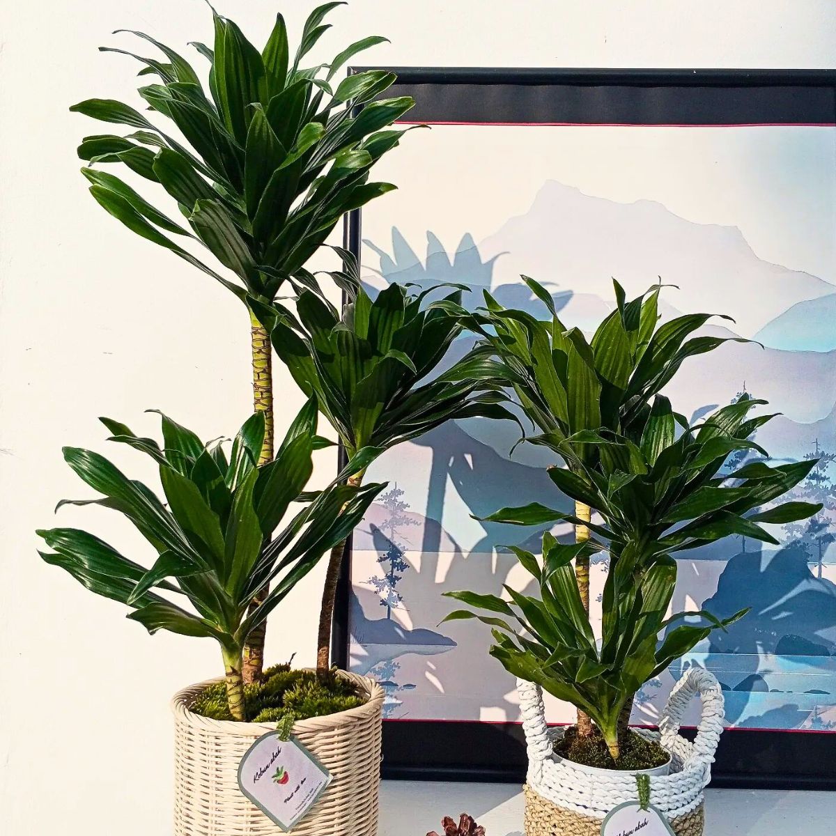 10 Trending Houseplants for 2024