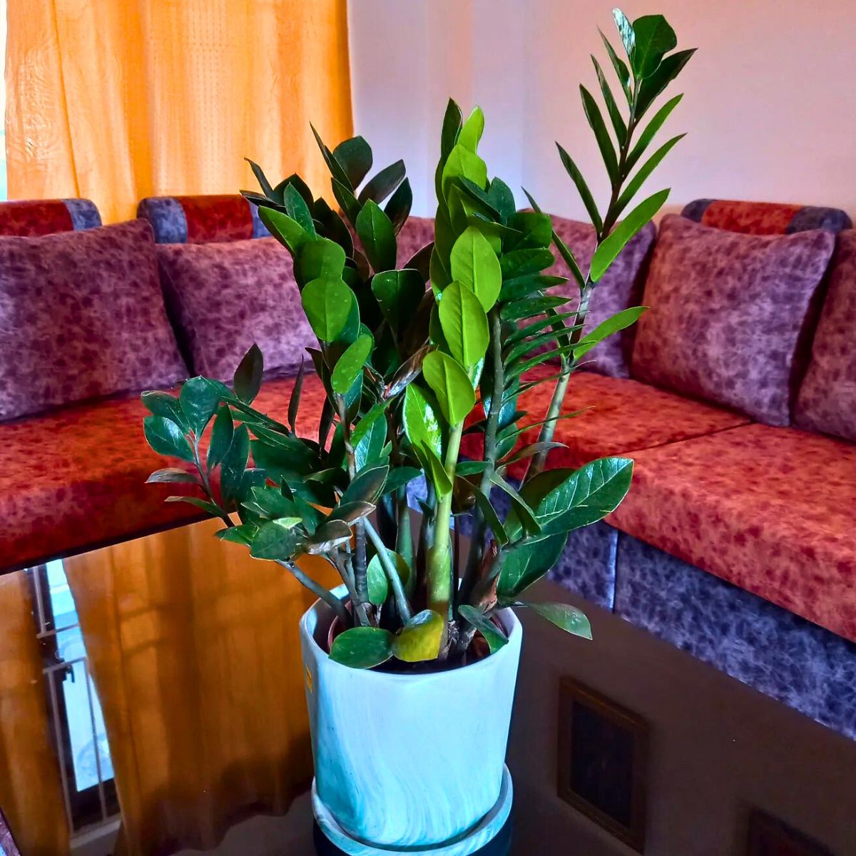 10 Trending Houseplants for 2024