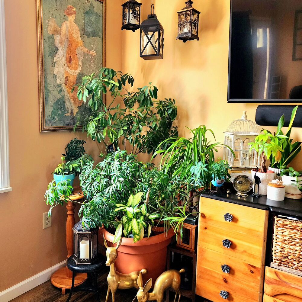 Green plant arrangement for home