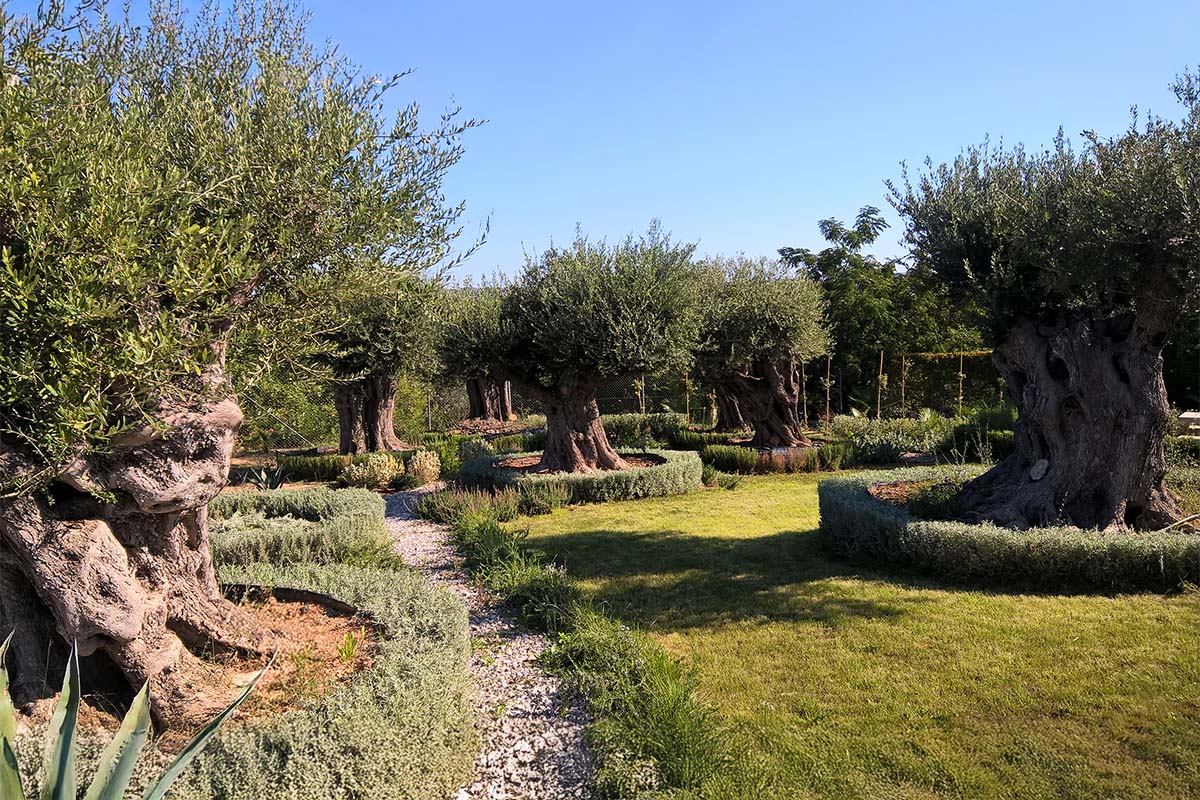 Hellenic Garden Elaionian Landscape on Thursd