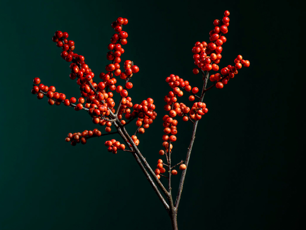 Ilex Red single stem by Radical Wonders