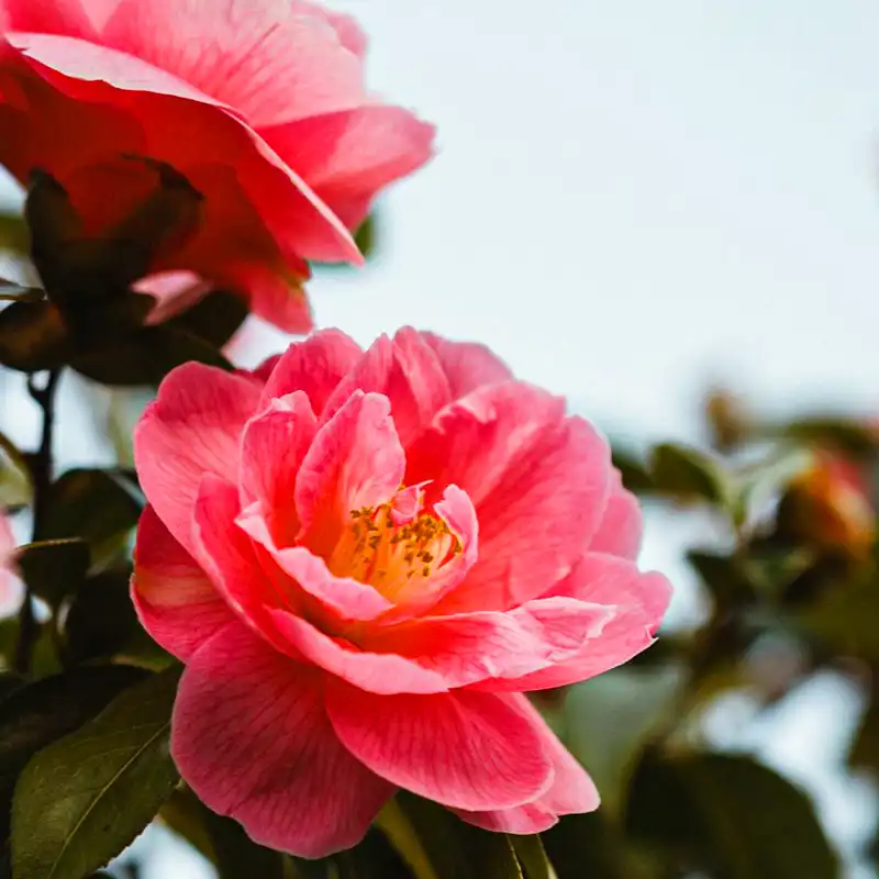 Camellia Flower Meaning and Symbolism - Thursd Article - Featured Image