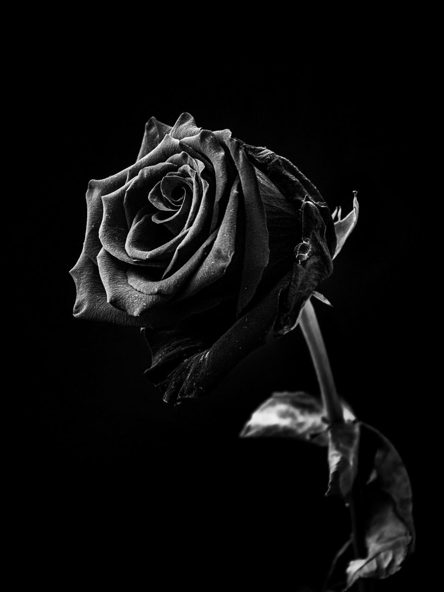 A single tinted black rose