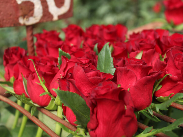 What Makes a Top Red Rose at United Selections? - Article onThursd