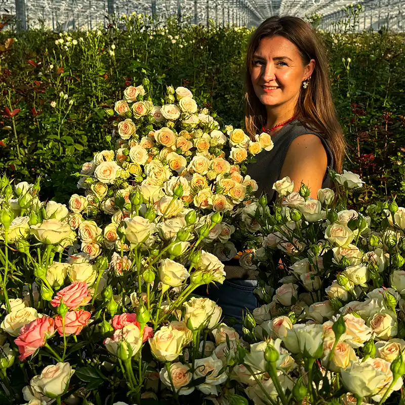 Spray Roses at Fransen Roses