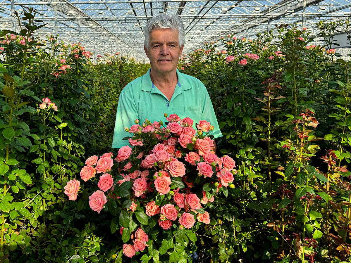 Aad Fransen with spray roses in greenhouse