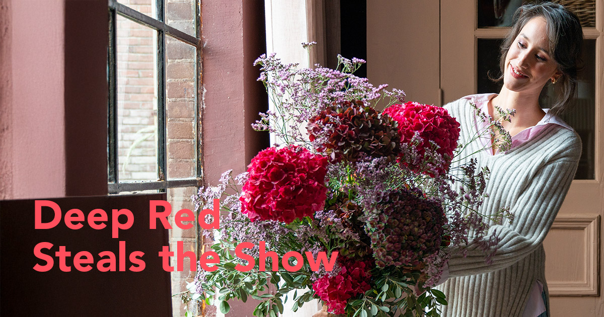 Deep Red Hydrangeas Steals the Show