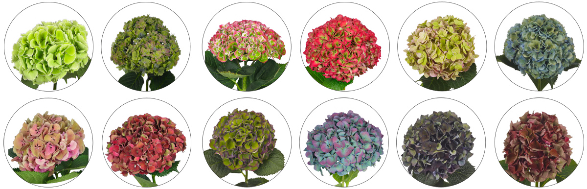 Classic Hydrangea colors