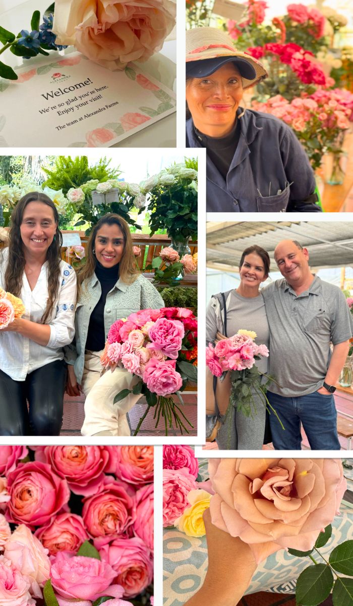 Garden Rose Experience at Alexandra Farms