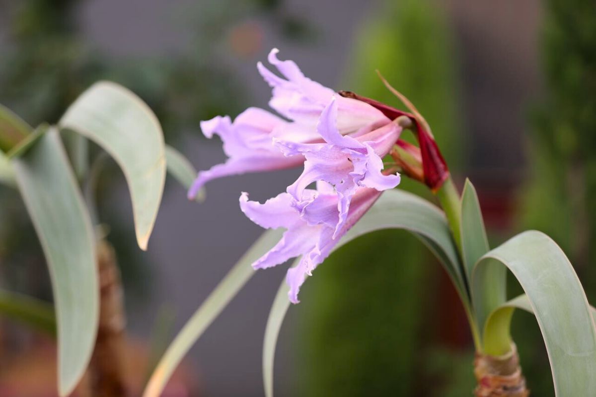 Photo by Matthew Ross Flower in Botanical Garden Japan Floral Trend Color 2025 Amethyst Glow